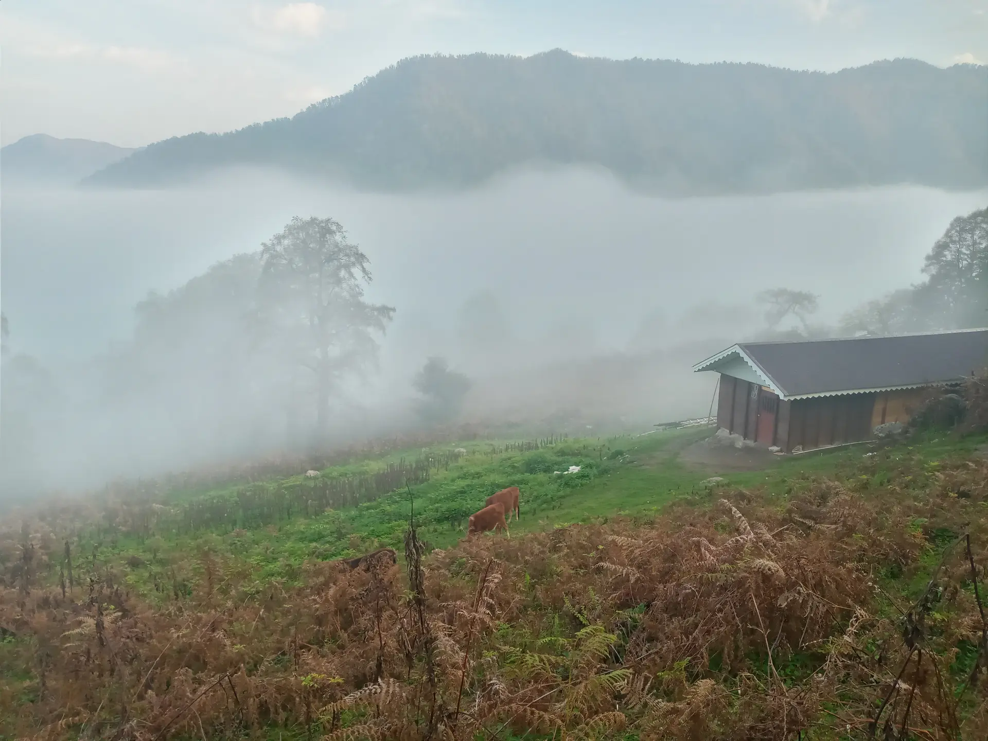 رزرو کلبه جنگلی در ماسال
