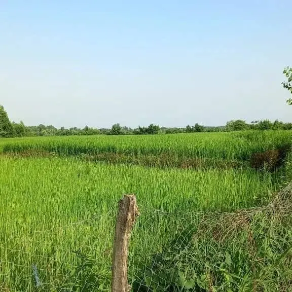 رزرو اقامتگاه دو خوابه در ماسال