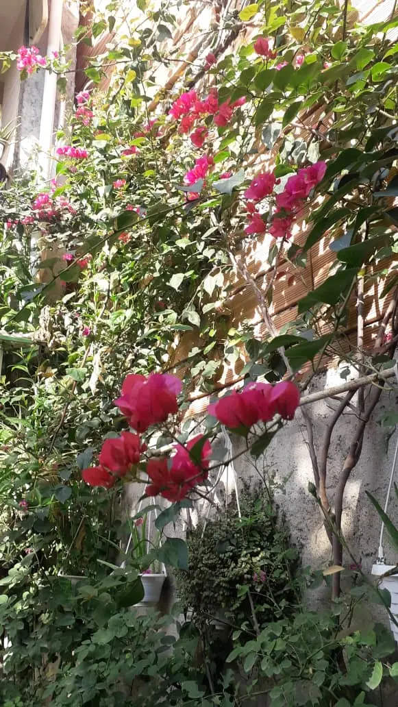 سوئیت اجاره ای در شهر بابل