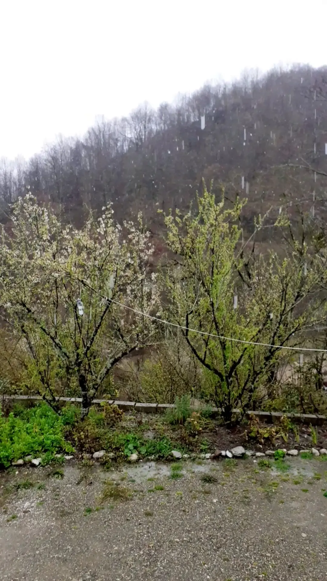 اجاره ویلای جنگلی در روستای کله سرا تالش