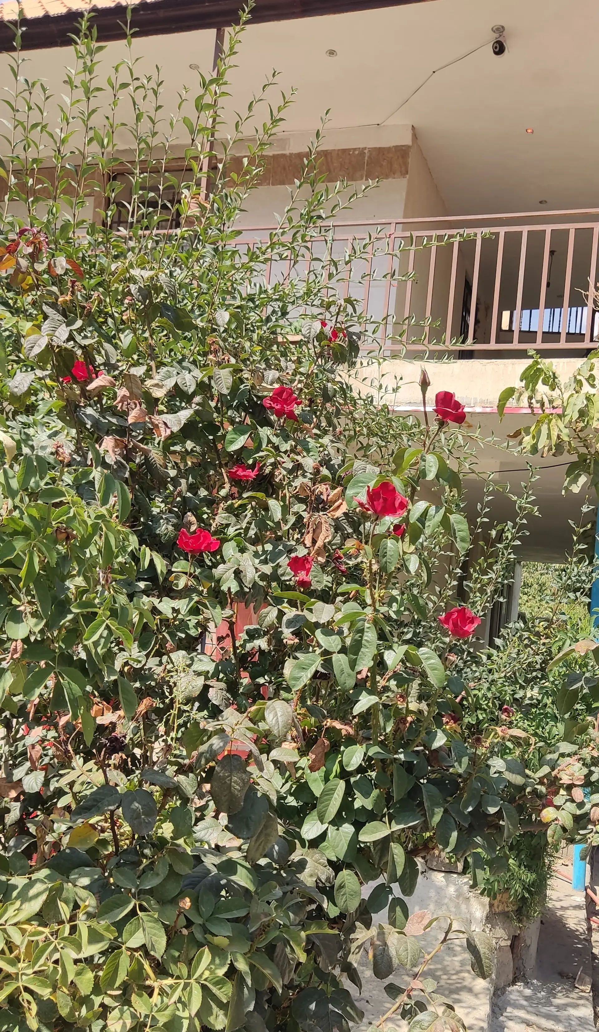 رزرو روزانه اقامتگاه در همدان