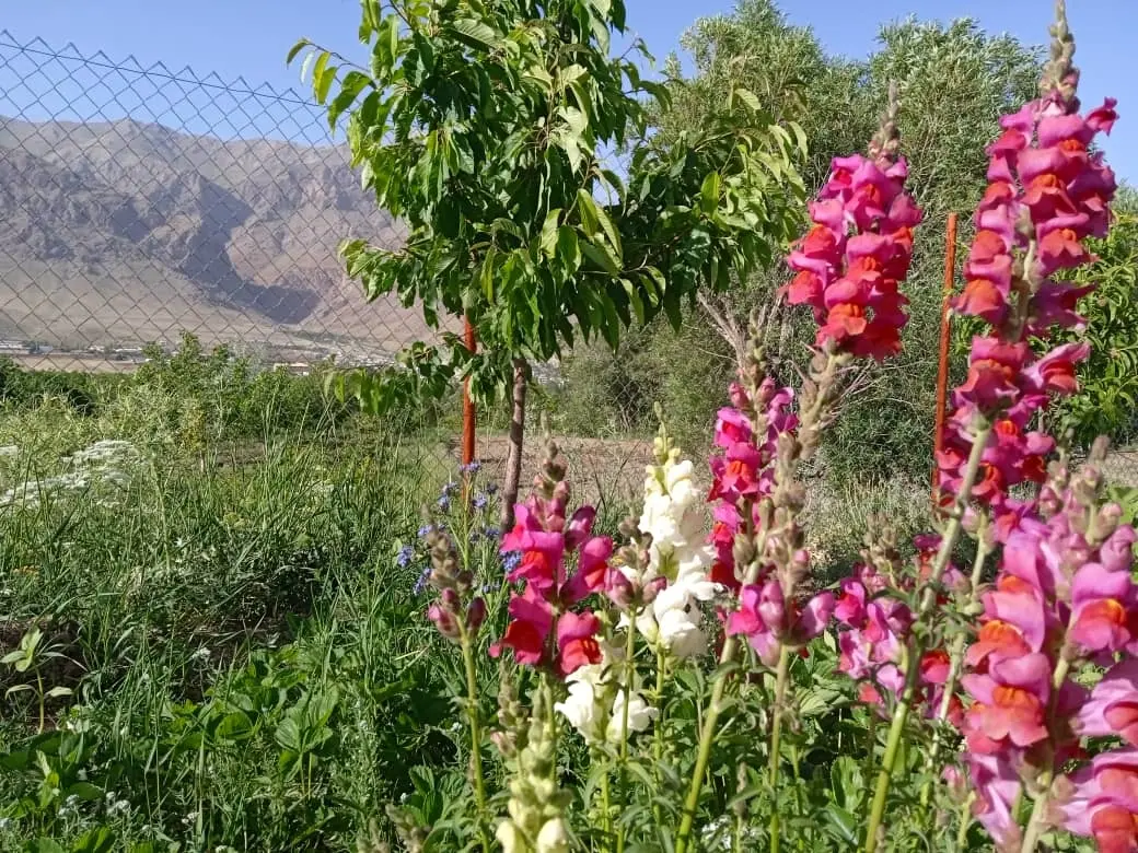 سوئیت حیاط دار در فریدونشهر