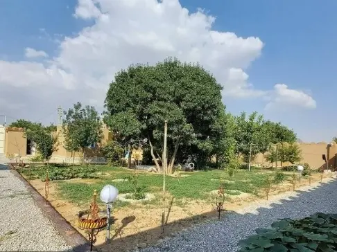 بومگردی آلاله سفید تالاب گندمان