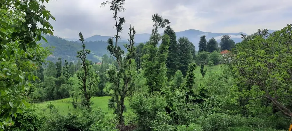 سوییت جنگلی آپادانا روستای استخرگاه - واحد یک