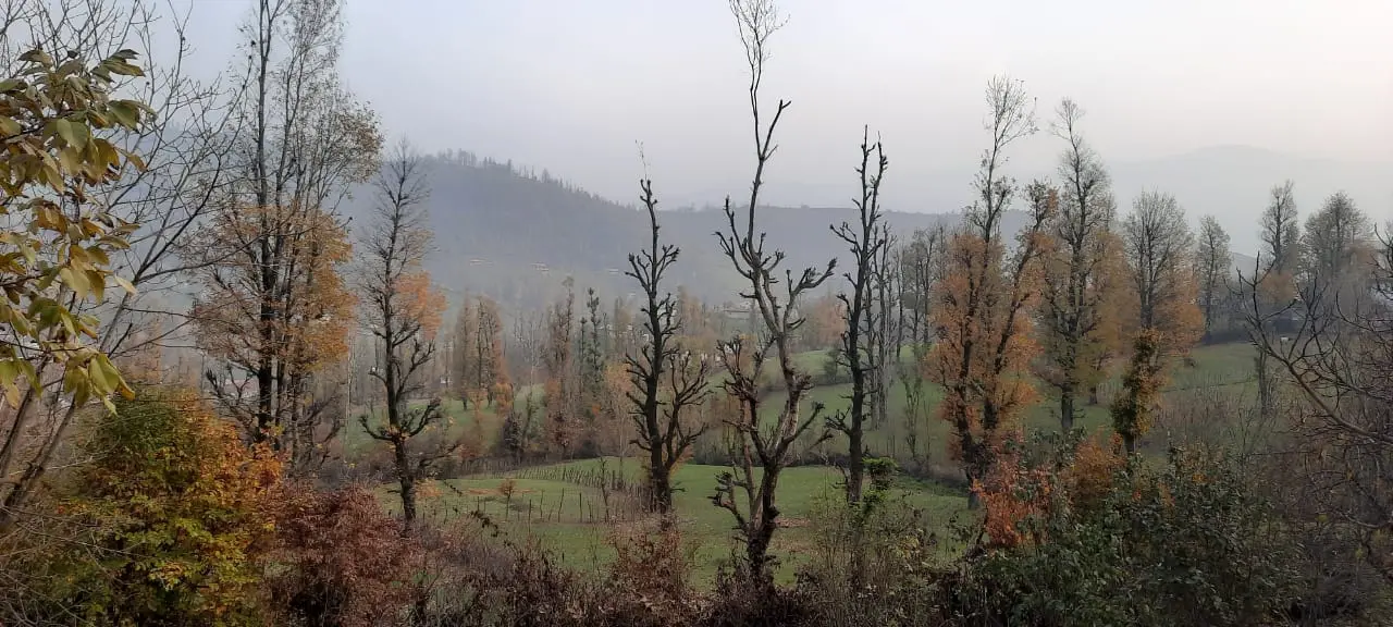 سوئیت جنگلی آپادانا روستای استخرگاه - واحد دو