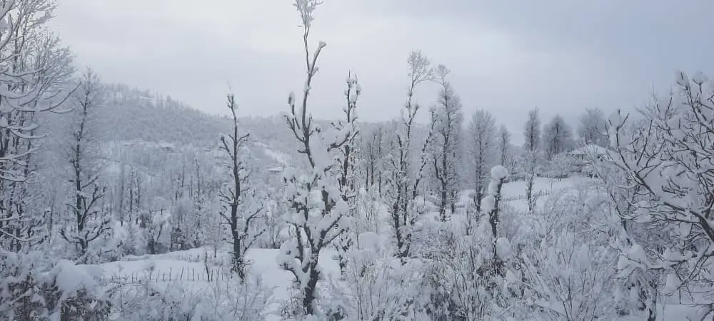 سوئیت جنگلی آپادانا روستای استخرگاه - واحد دو