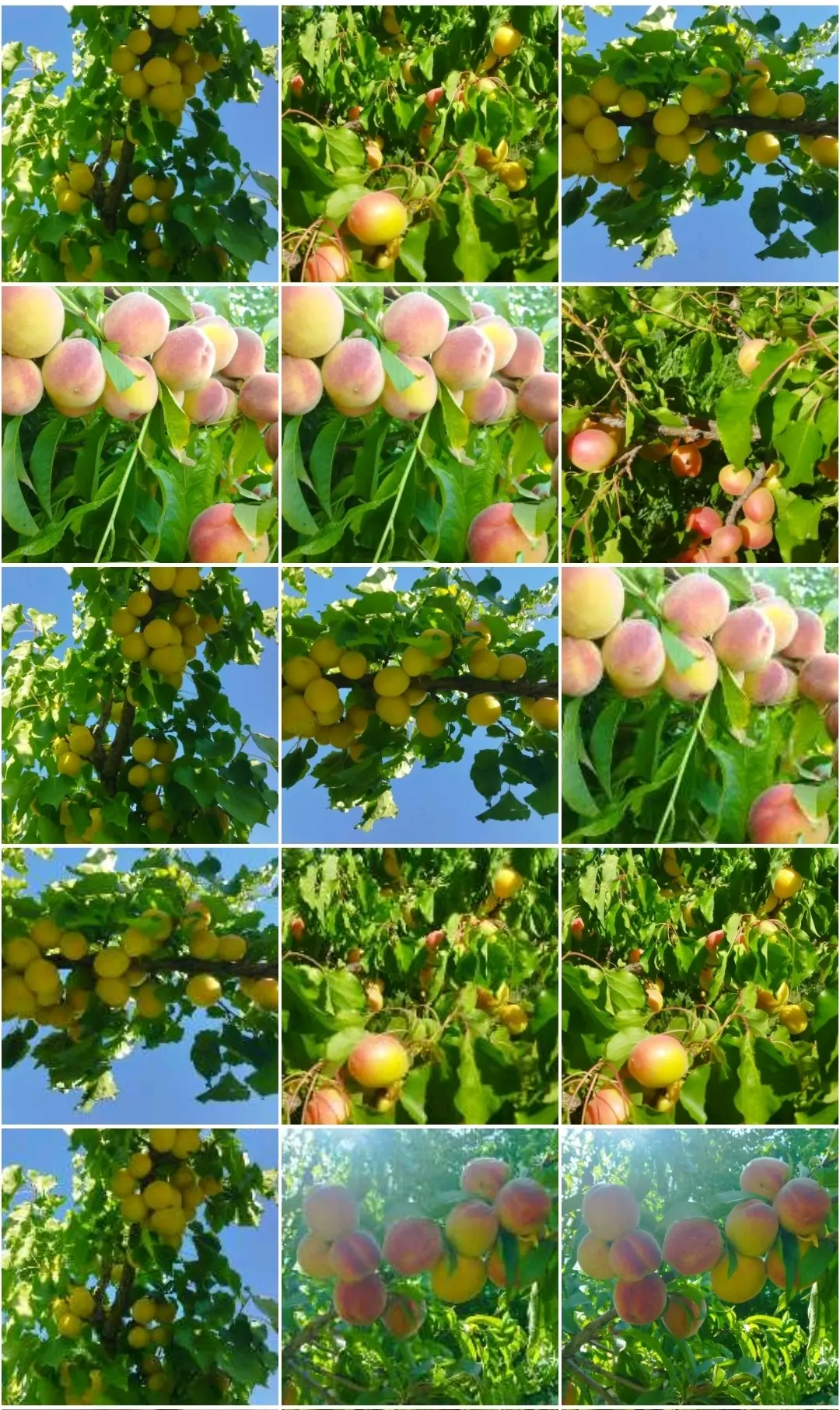باغ ویلا دو خوابه آبشار آب سفید در الیگودرز