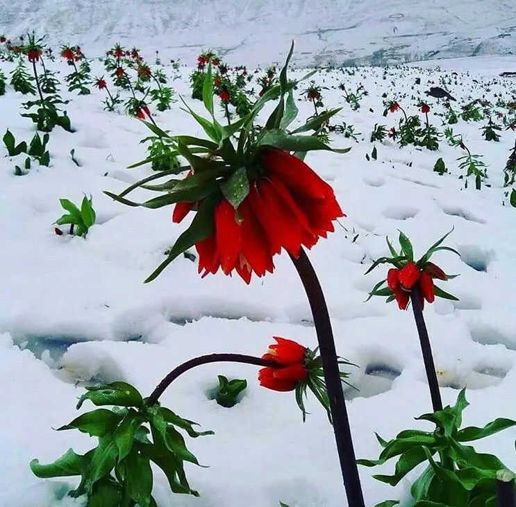باغ ویلا دو خوابه آبشار آب سفید در الیگودرز