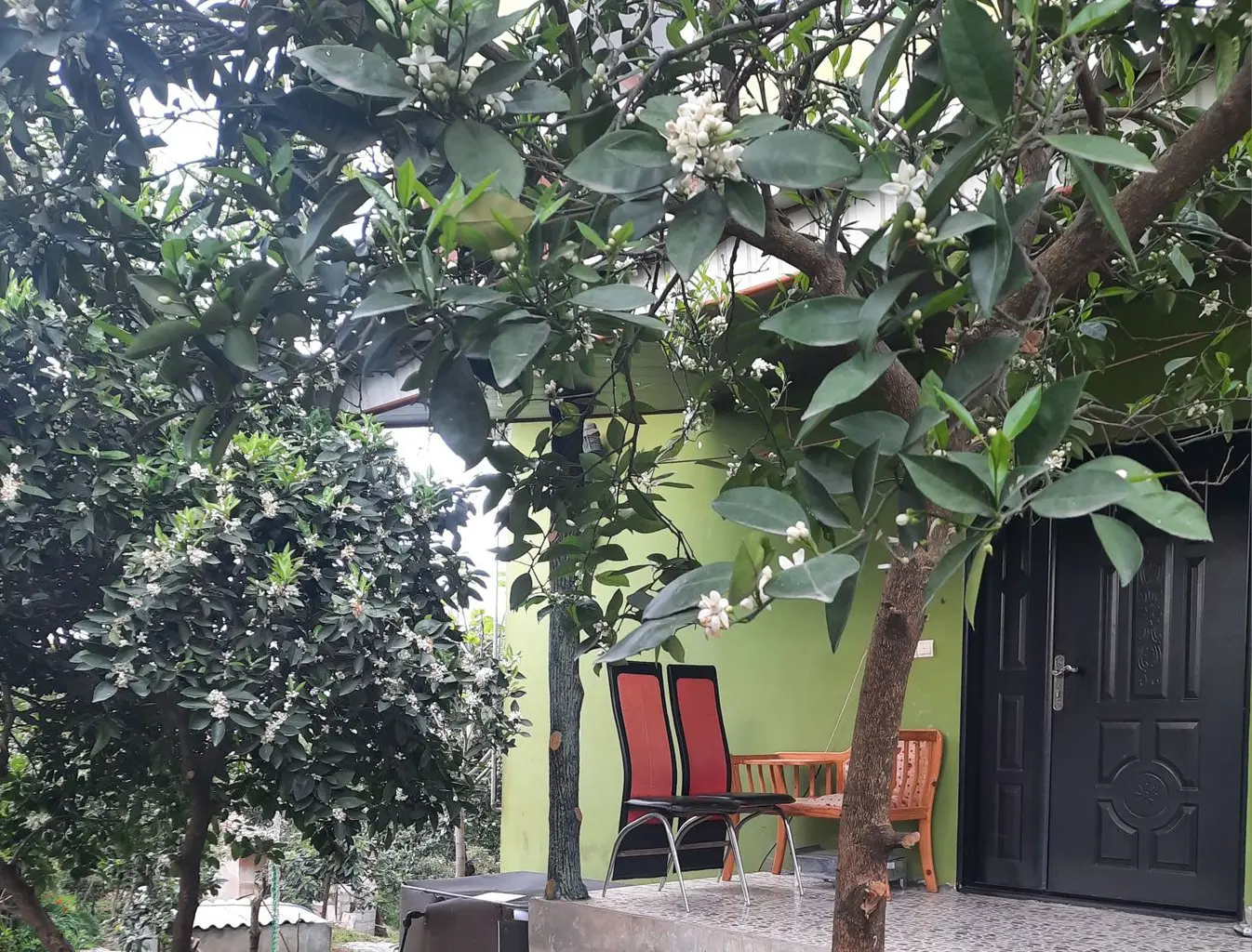 کلبه ی سبز در کنسکوه
