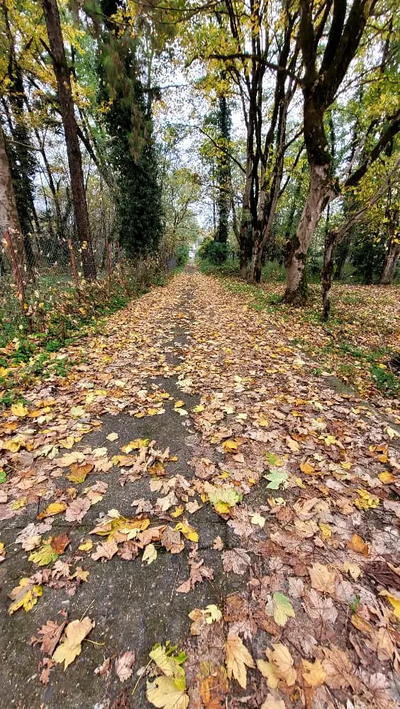 ویلایی بدون خواب شمشاد شیک