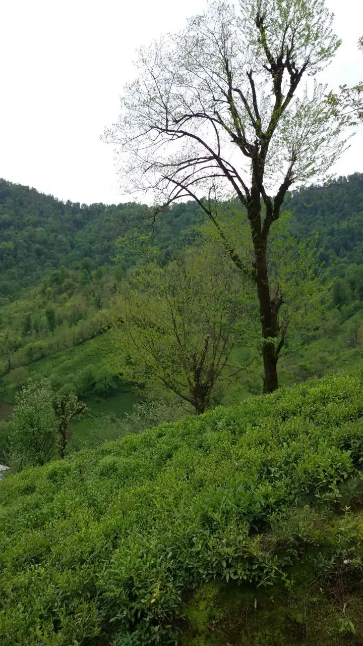 ویلای جنگلی در قلعه رودخان