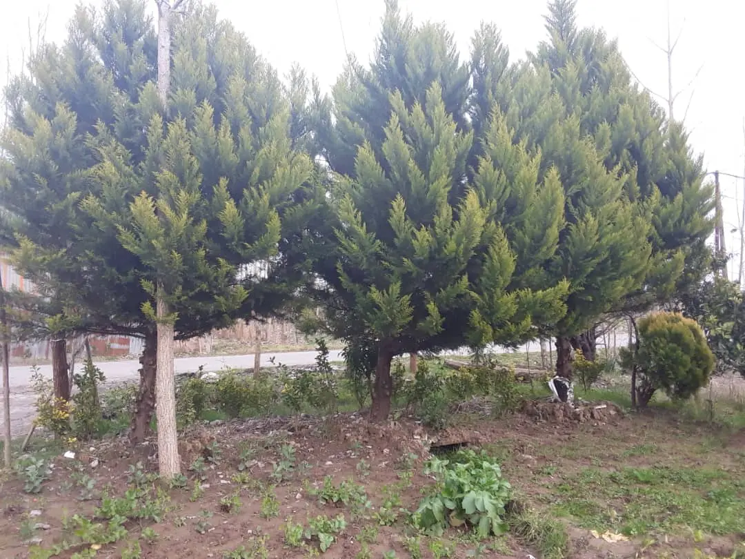 سوئیت اجاره ای ارزان در لاهیجان