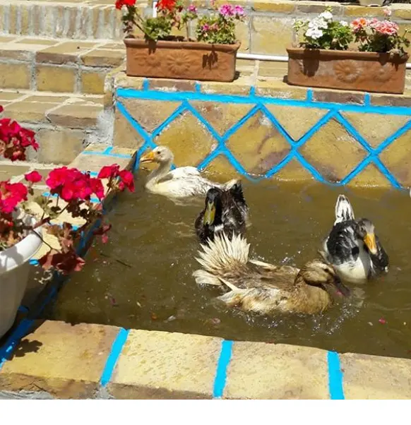 اقامتگاه بوم گردی چنارستان در درود نیشابور