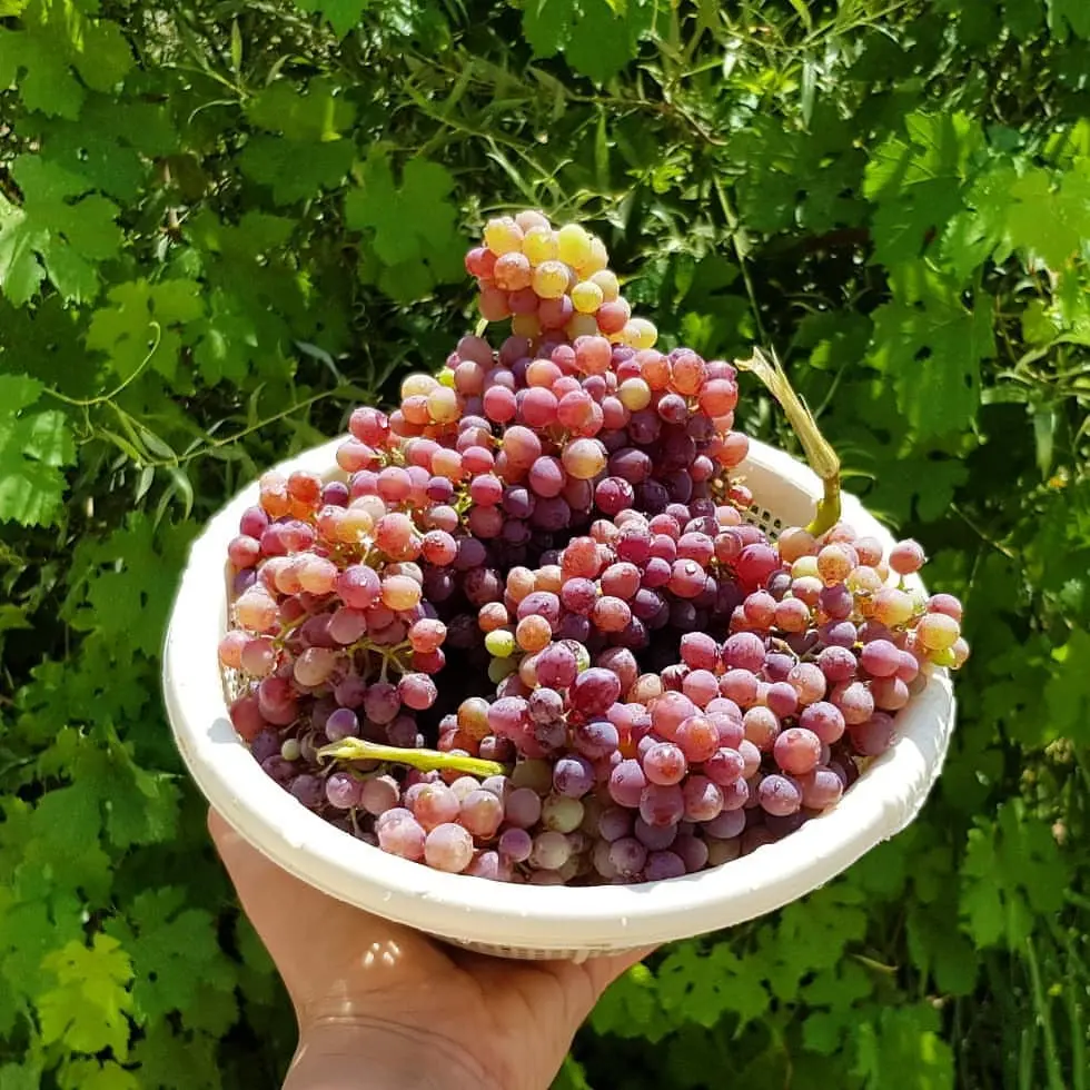 اجاره بوم گردی خرم اباد