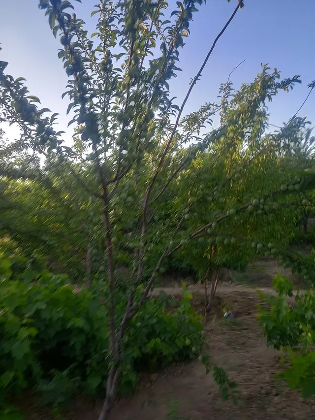 باغ ویلا یک خواب در ملایر 