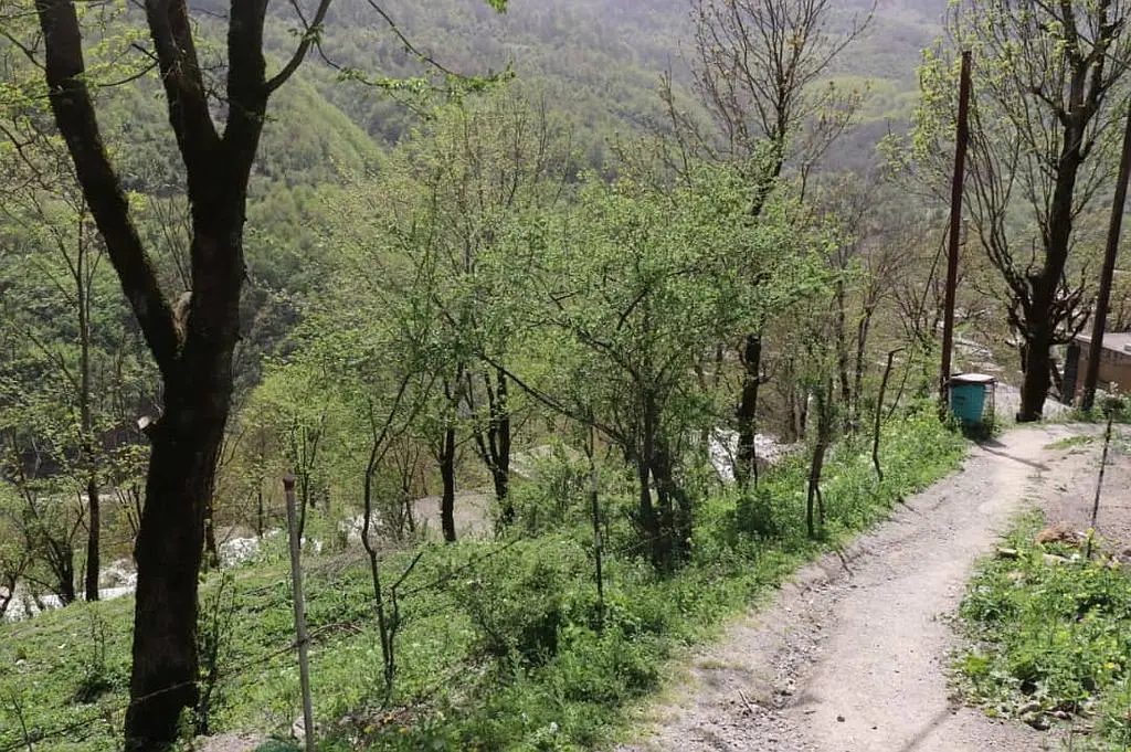 تک خوابه جنگلی