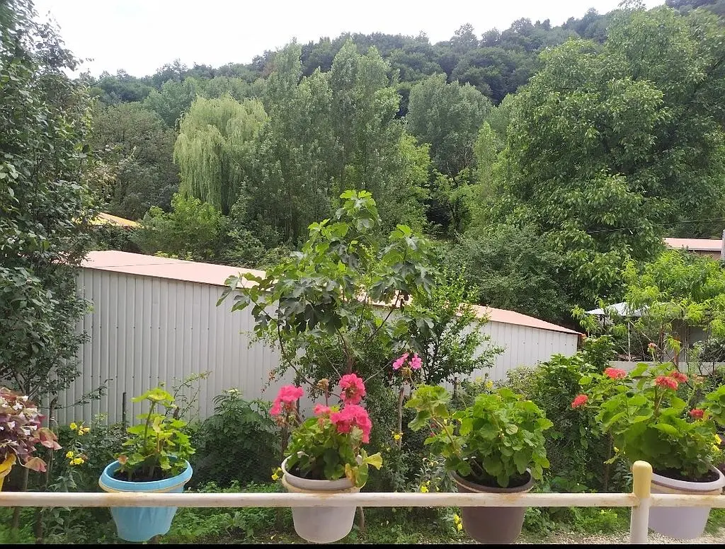 ویلا جنگلی حیران