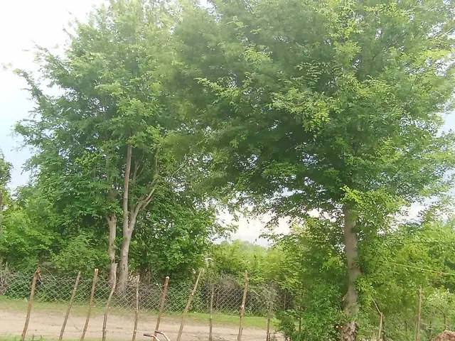 ویلای روستایی و جنگلی 